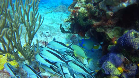 Cozumel SCUBA Diving Paraiso Reef Grunt School