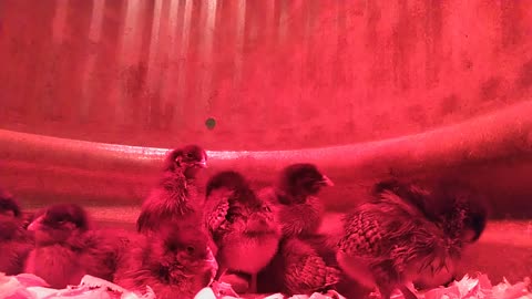 Baby Chickens