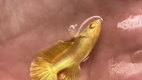 Golden fish cute