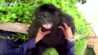 Gorillas ser good