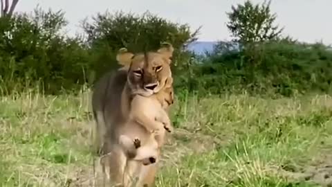 Lion cubs protect wild animals