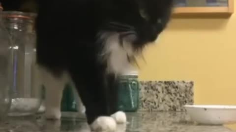 Smart cat trying to balance the cup but she fails😹😅🐈