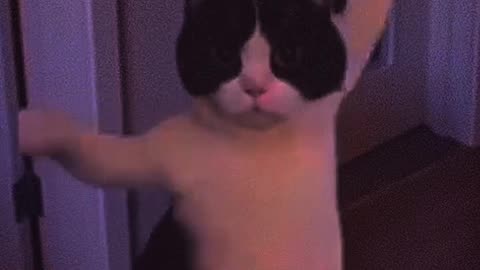 Cute 🥰 cat a (dancing// shorts video