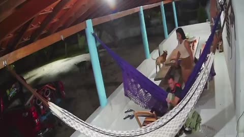 Rottweiler Attacks Hammock