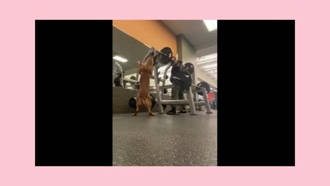 Dog🐕🐶 hilariously squats.......