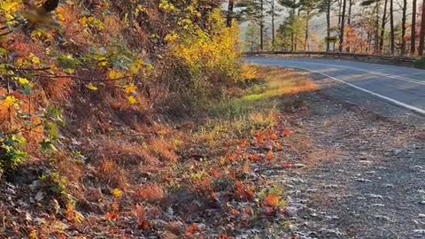 Fall Drives