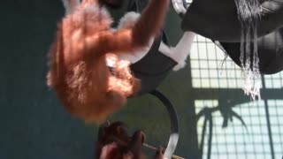 Albino Orangutan - Steps Away From True Freedom!