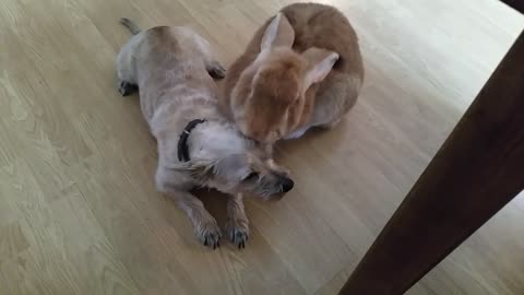 Dog and giant rabbit best friends grooming