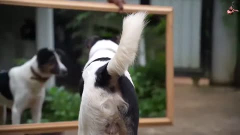 Animals vs Mirror 😂