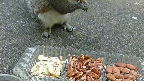 Mika The Squirrel having a variety of nuts without shell🐿️💖🐾!!!