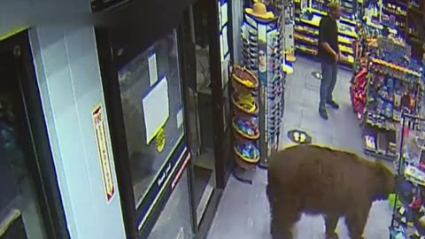 500-POUND Bear REPEATEDLY Steals Candy from Gas Station Customer Wars A&E