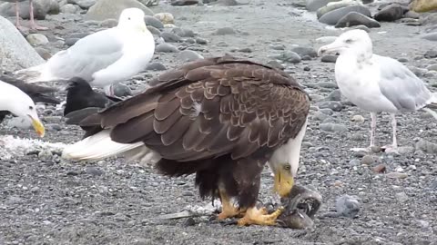 Bald Eagle Finds Lunch on the Beach