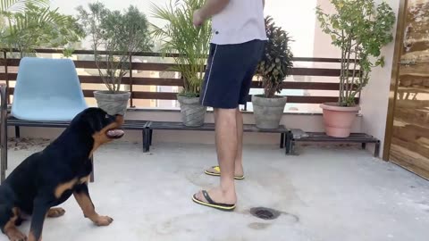 TRAINING OF SPEAK COMMAND | HOW TO TRAIN YOUR DOG TO SPEAK( BARKING) COMMAND|ROTTWEILER DOG TRAINING