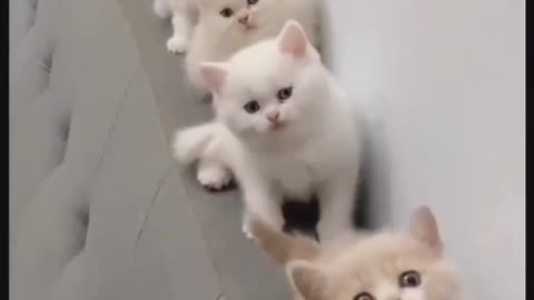 cute cats funny cats