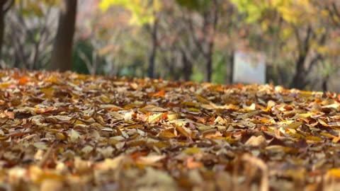 the foot of a man walking along a fallen leafy road