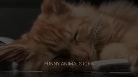Funny Cats Video