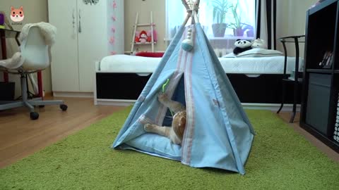 Tent cat nest