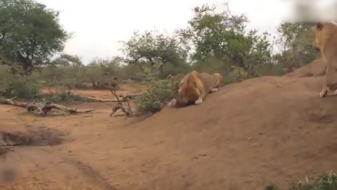 Teasing The Lion, The Hyena Was Suddenly Attacked Tragically And Painfully Disabled