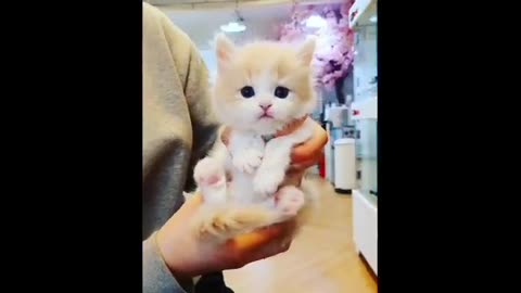 Cute Baby Cats - Cute and Funny Cat Videos Compilation 2023 part ~8