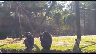 Monkey causally makes incredible catch