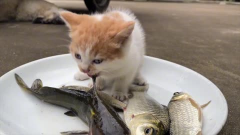 Let's see how kittens eat live fish