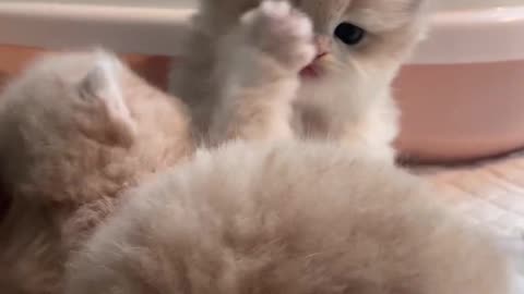 Cute kitten fighting and loving viral trending video ✨💫😍