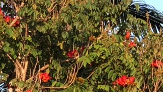 Wild Parrots in Fort Lauderdale