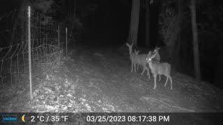 Small Herd of Deer