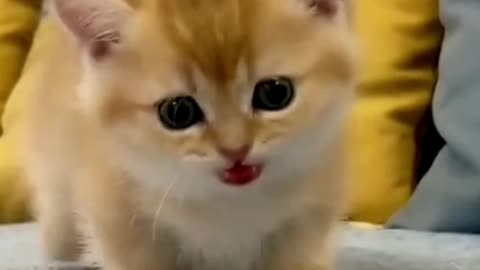 Funny baby cats