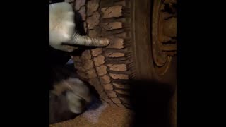 Plugging your own tire