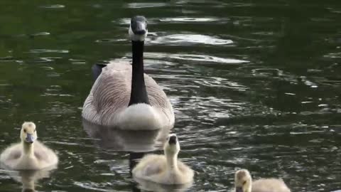 Baby Geese Eating and Swimming