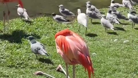 Have U Ever Seen A Flamingo Sit Before?