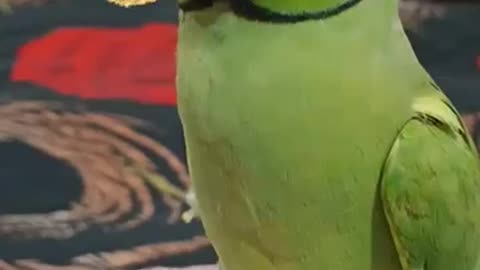 Green parrot is brave