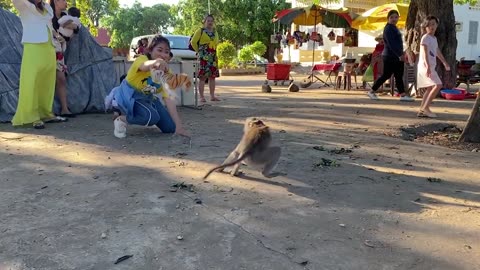 Fake Tiger prank on Monkey