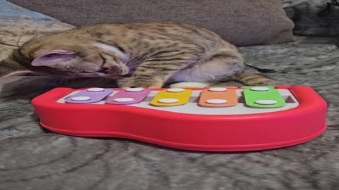 Cat Plays Toy Piano