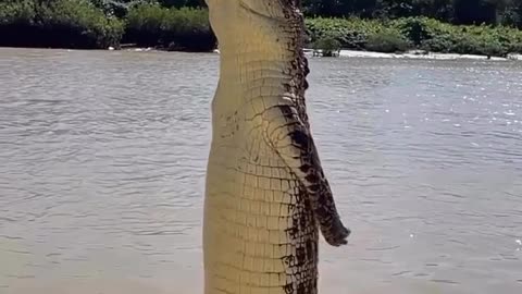 Australian crocodile 🐊😳