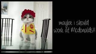 Cat loves to eat McDonald's