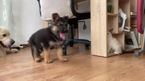 German Shepherd Puppy and Kitten Playing
