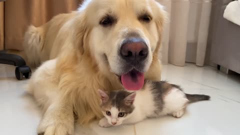 A baby Kitten feels protected next to a Golden Retriever