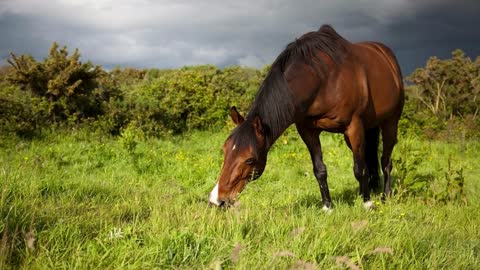 10 MINUTES of BEAUTIFUL BAY HORSES | BEST Relaxing Music, Meditation, Stress Relief, Calm | TVM