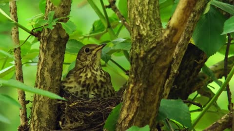 Why birds lay different COLOURED EGGS?