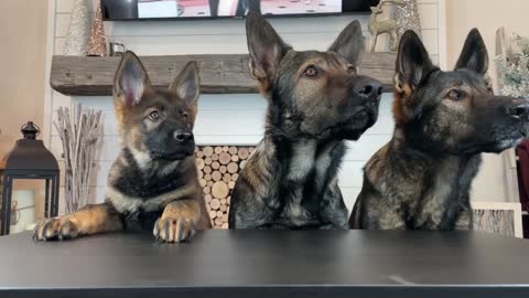 3 German Shepherds Review Foods