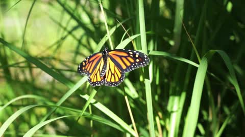 monarch butterfly on grass