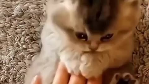 Funniest cats video 2024# cutefunnyvideos# funny videos#