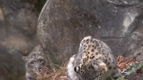 Wild animals zero distance animal snow leopard