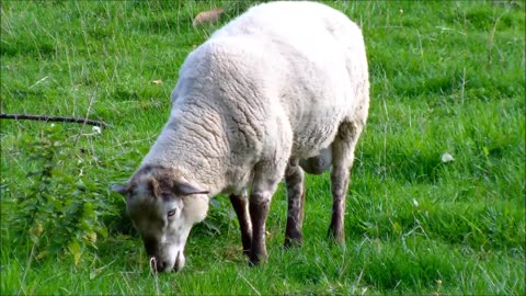 A sheep eats Grass || Sheep Eating ||