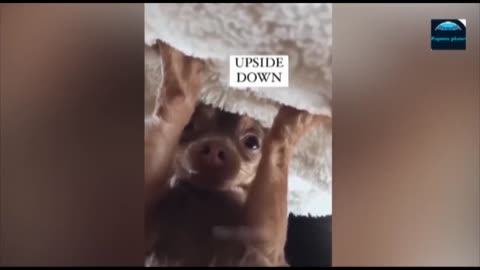 The Best of Funny Animal Videos: A Compilation of the Most Hilarious Clips