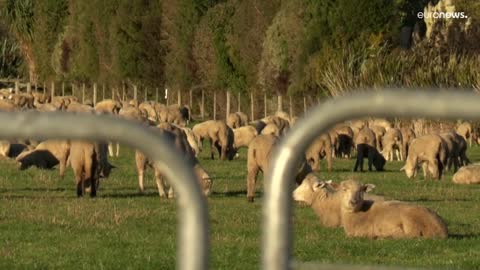 Gisèle Hérode a cessé de traire ses vaches normandes.