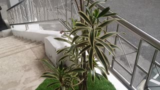 Step houseplants in my city