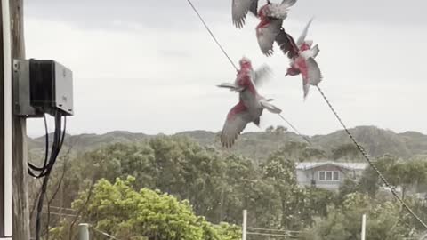 Acrobatic Galahs Have a Shower on High Wire
